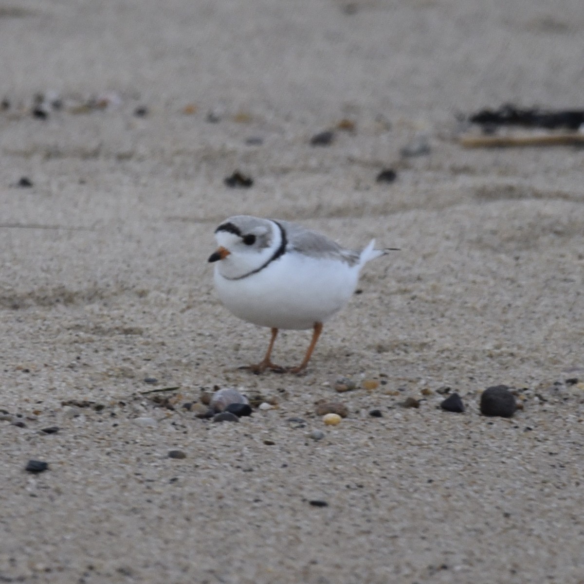 Piping Plover - Hans Holbrook