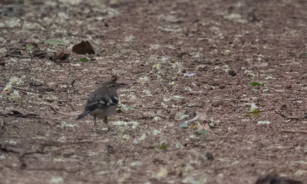 Forest Wagtail - ML616150907