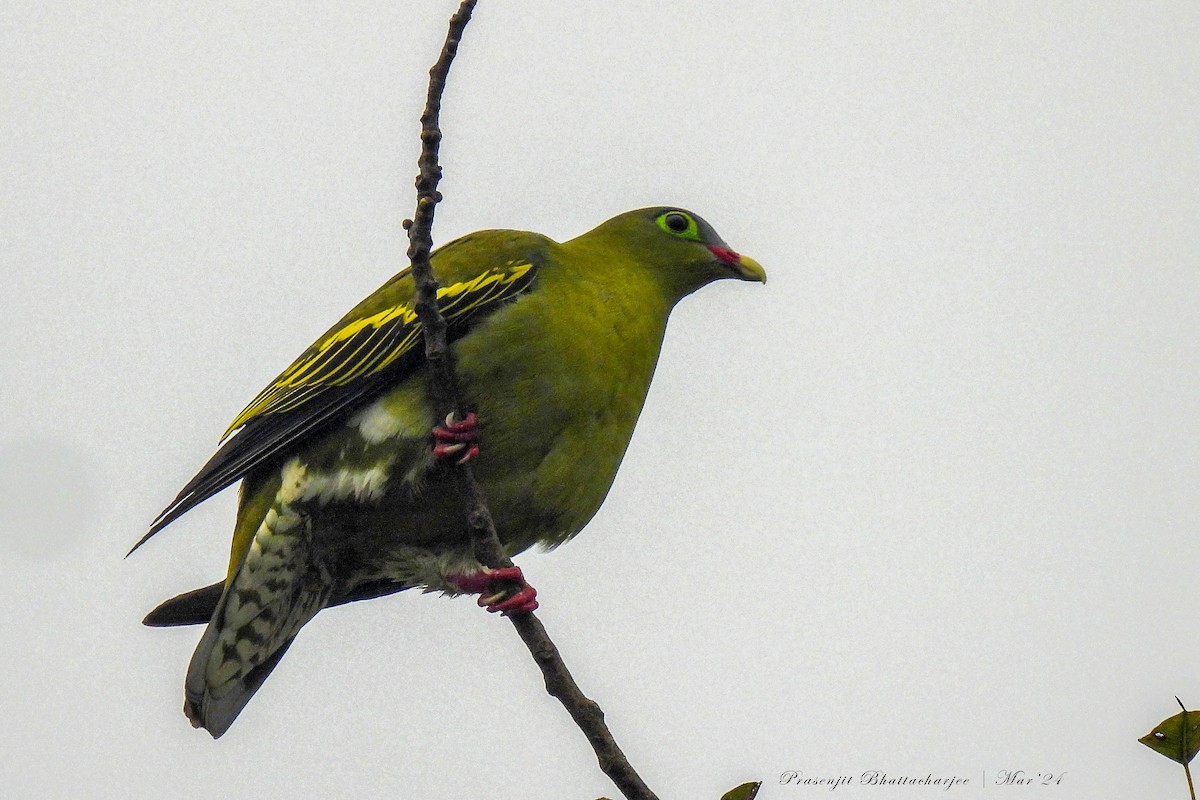 Thick-billed Green-Pigeon - ML616150942