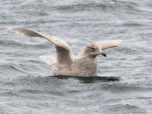 Iceland Gull (glaucoides) - David Cooper