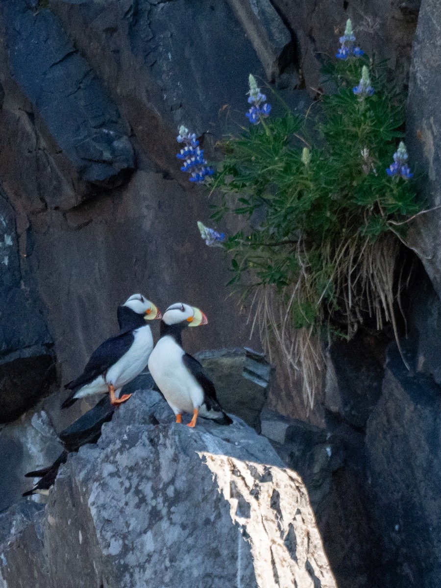 Horned Puffin - ML616151093