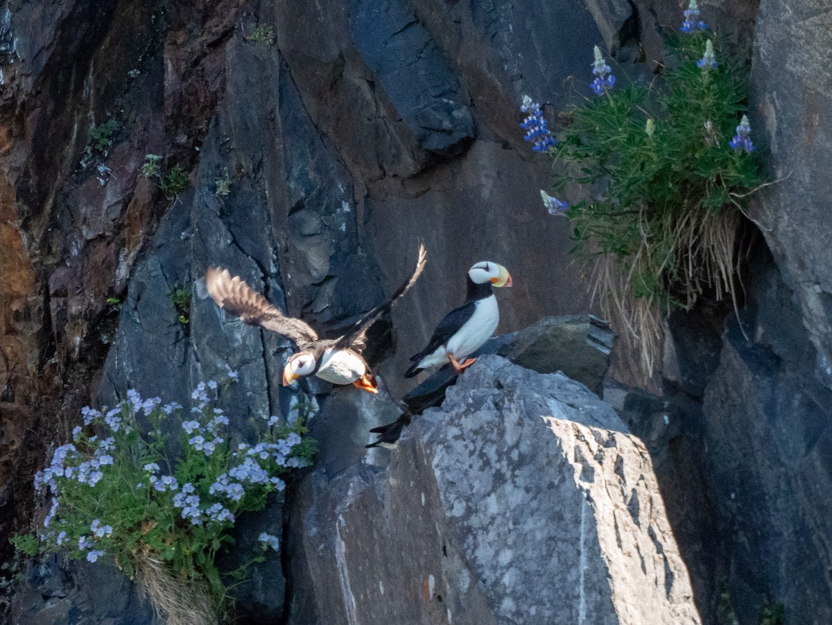 Horned Puffin - ML616151096