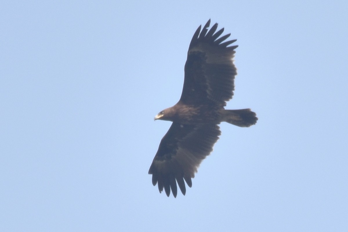 Greater Spotted Eagle - ML616151097