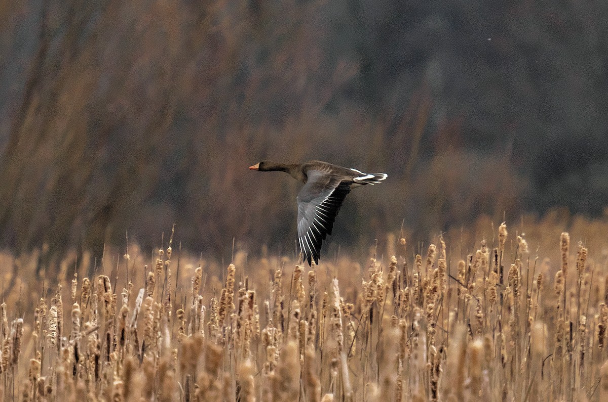 Greater White-fronted Goose - ML616151104