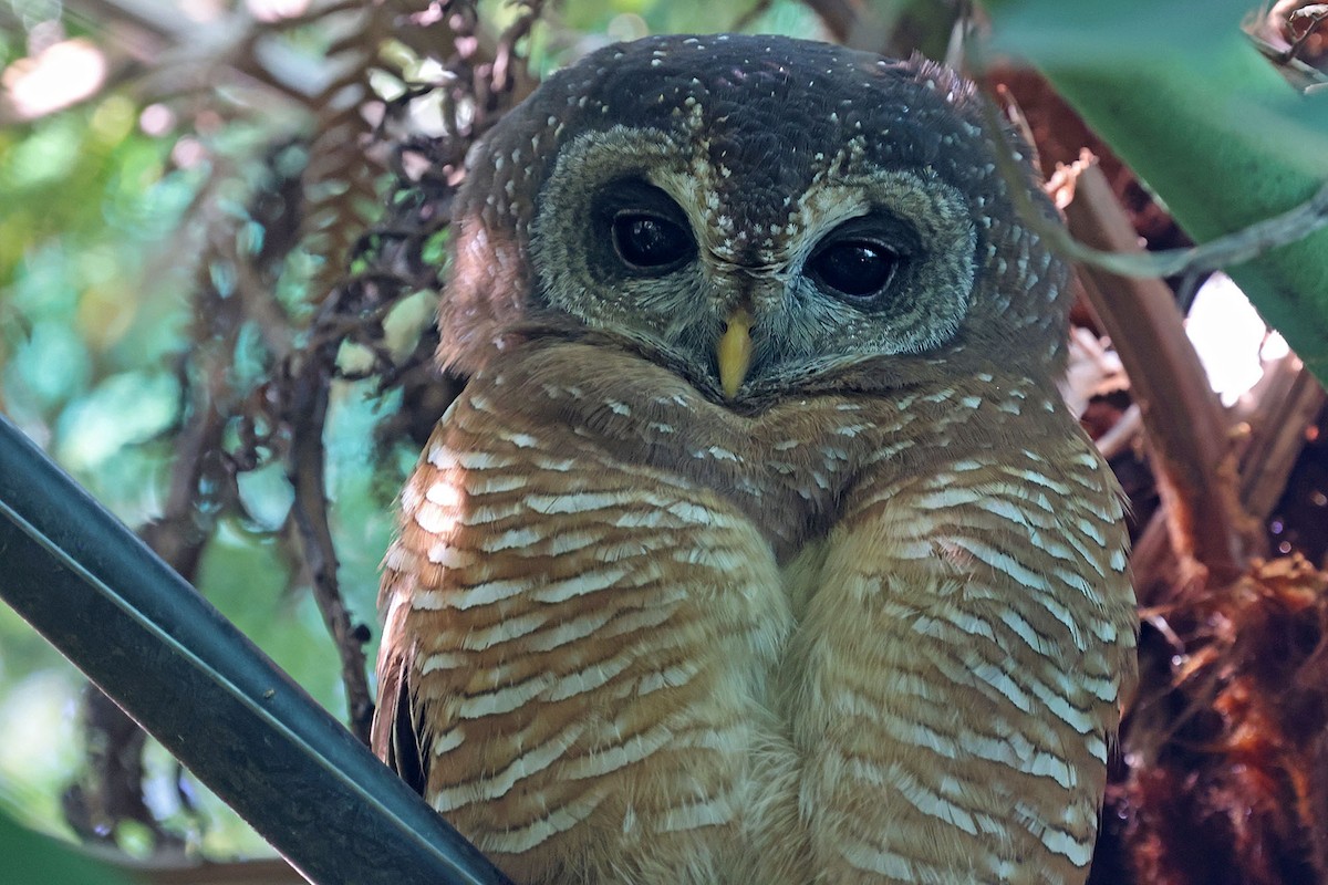 African Wood-Owl - ML616151122