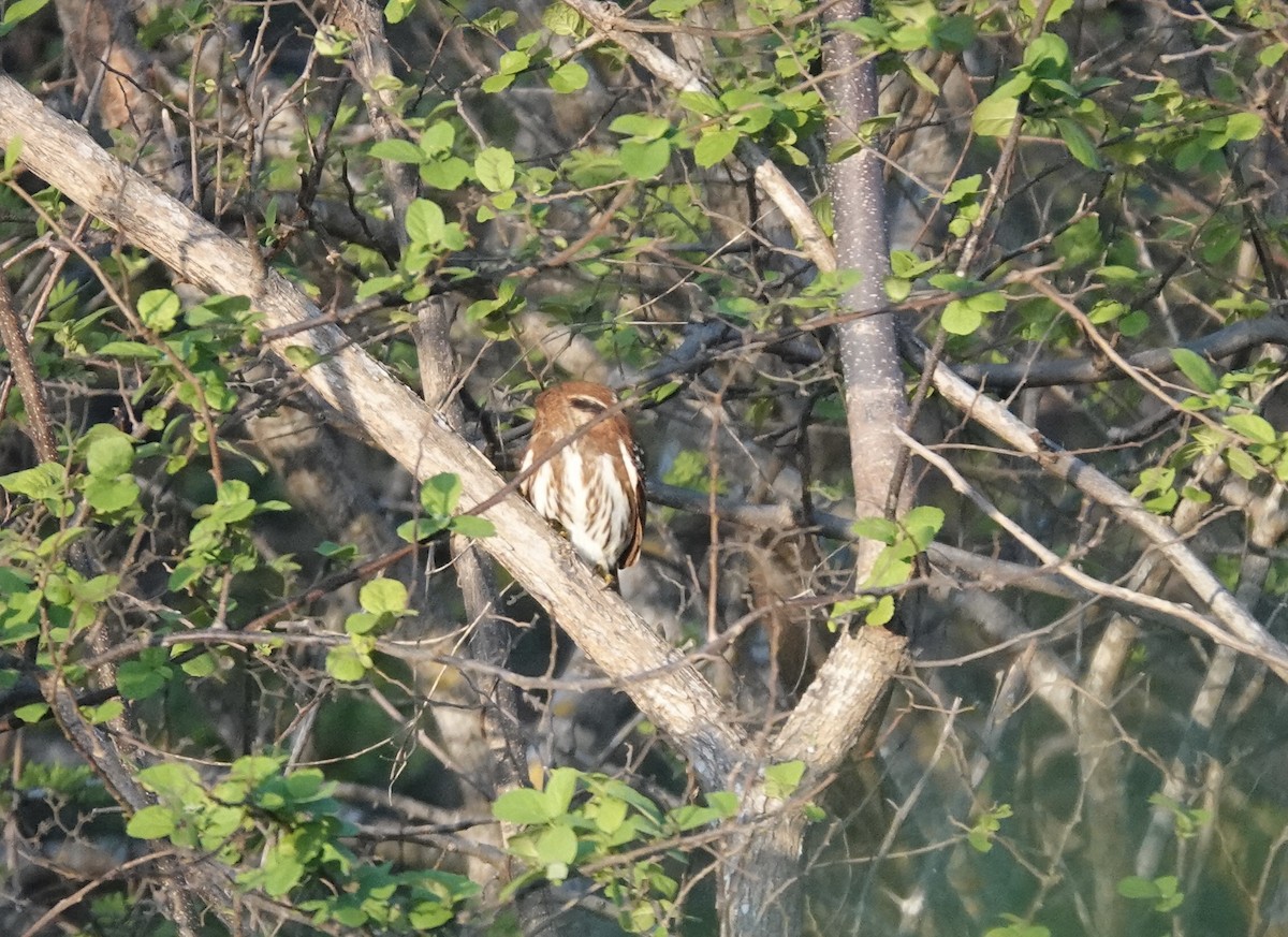Ferruginous Pygmy-Owl (Ferruginous) - ML616151126