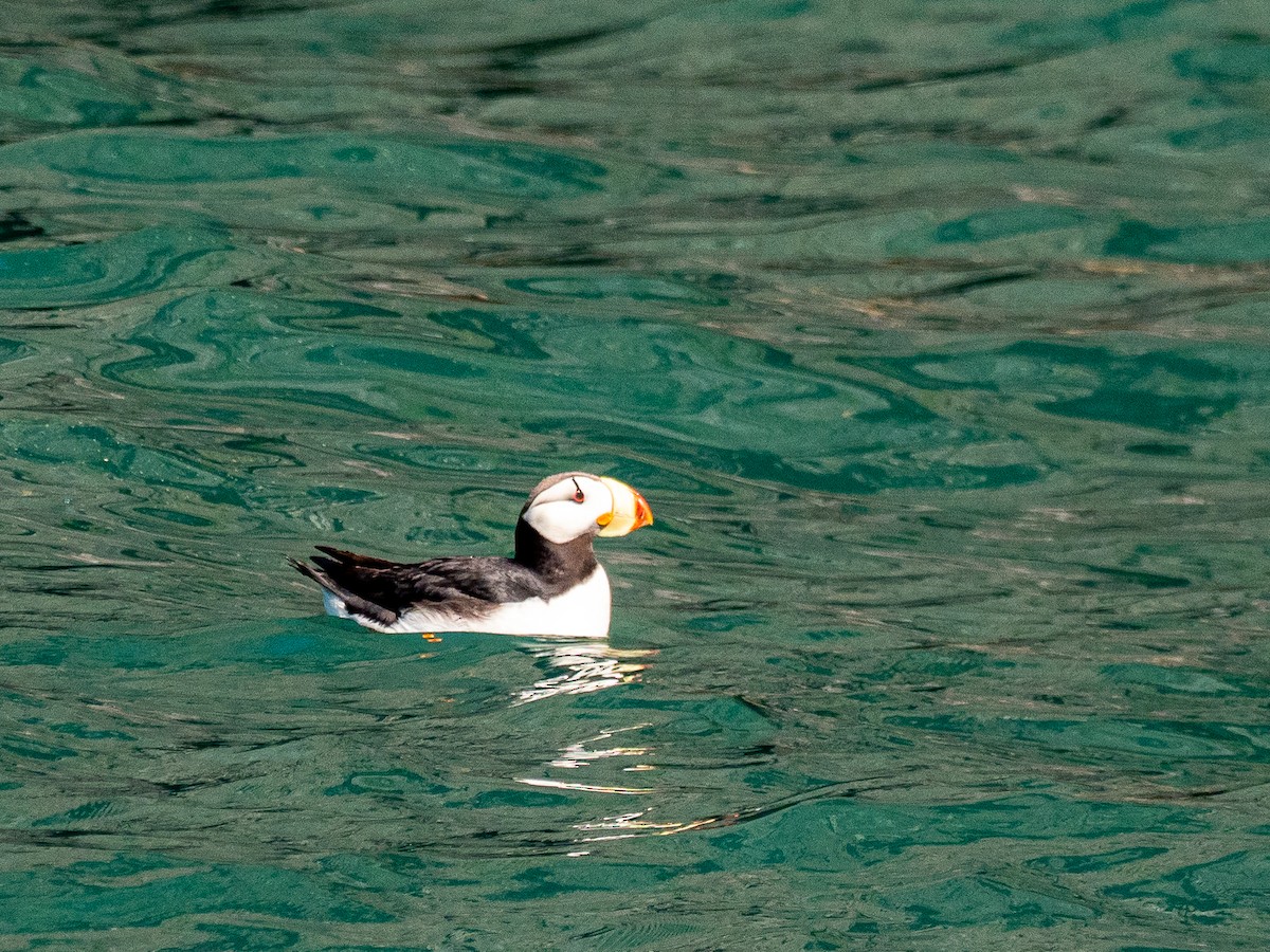 Horned Puffin - Darrell Lawson