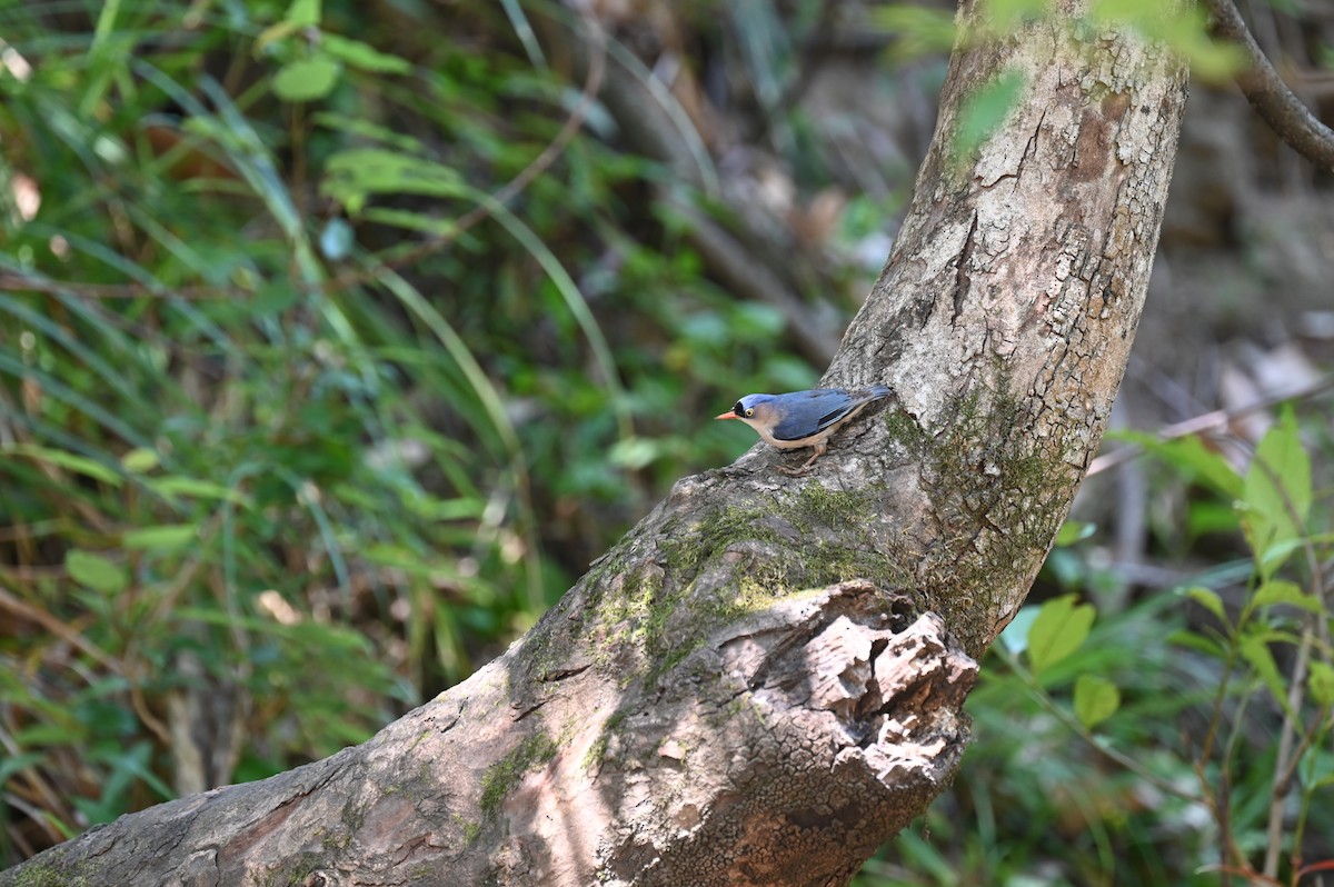 Velvet-fronted Nuthatch - ML616151269