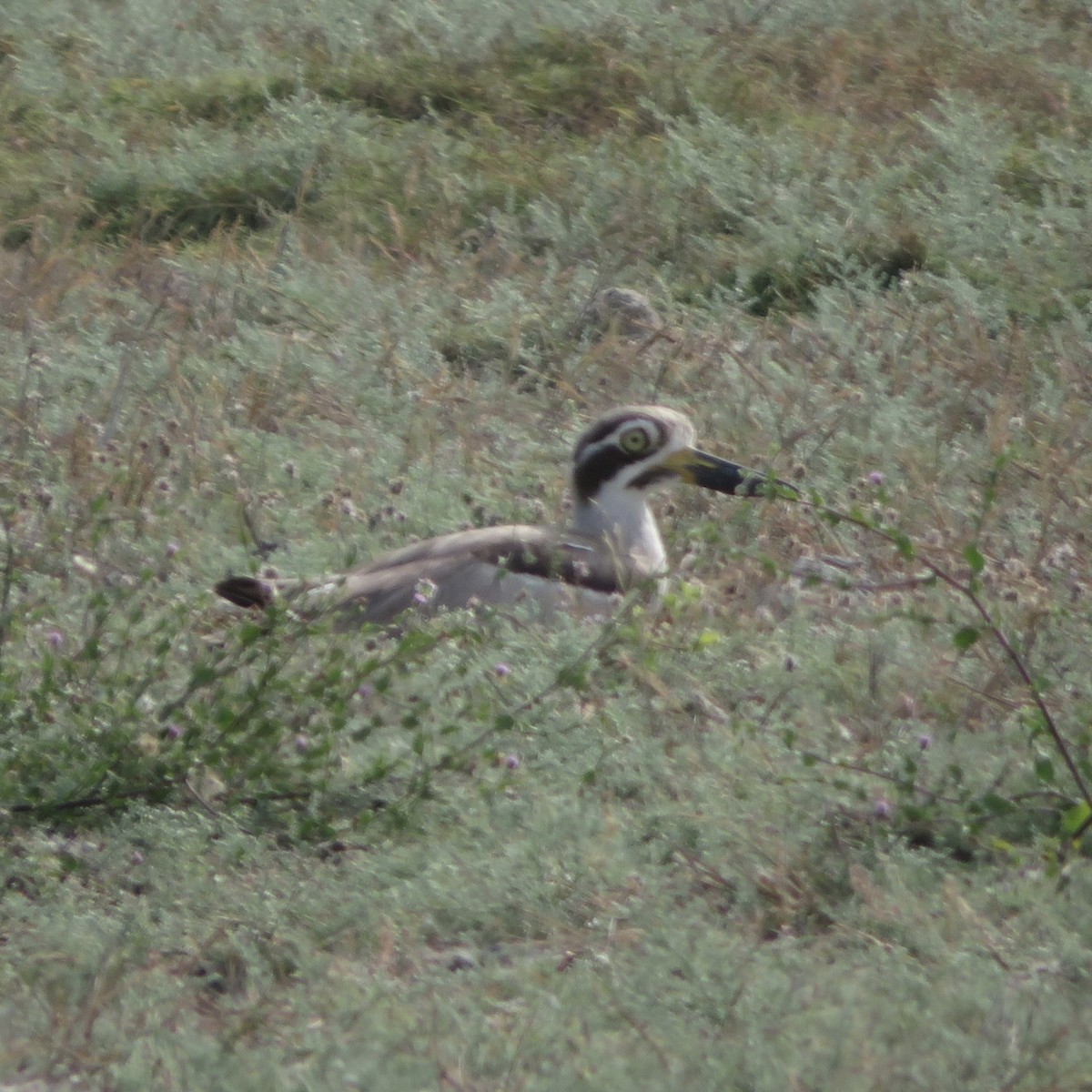 Great Thick-knee - ML616151321
