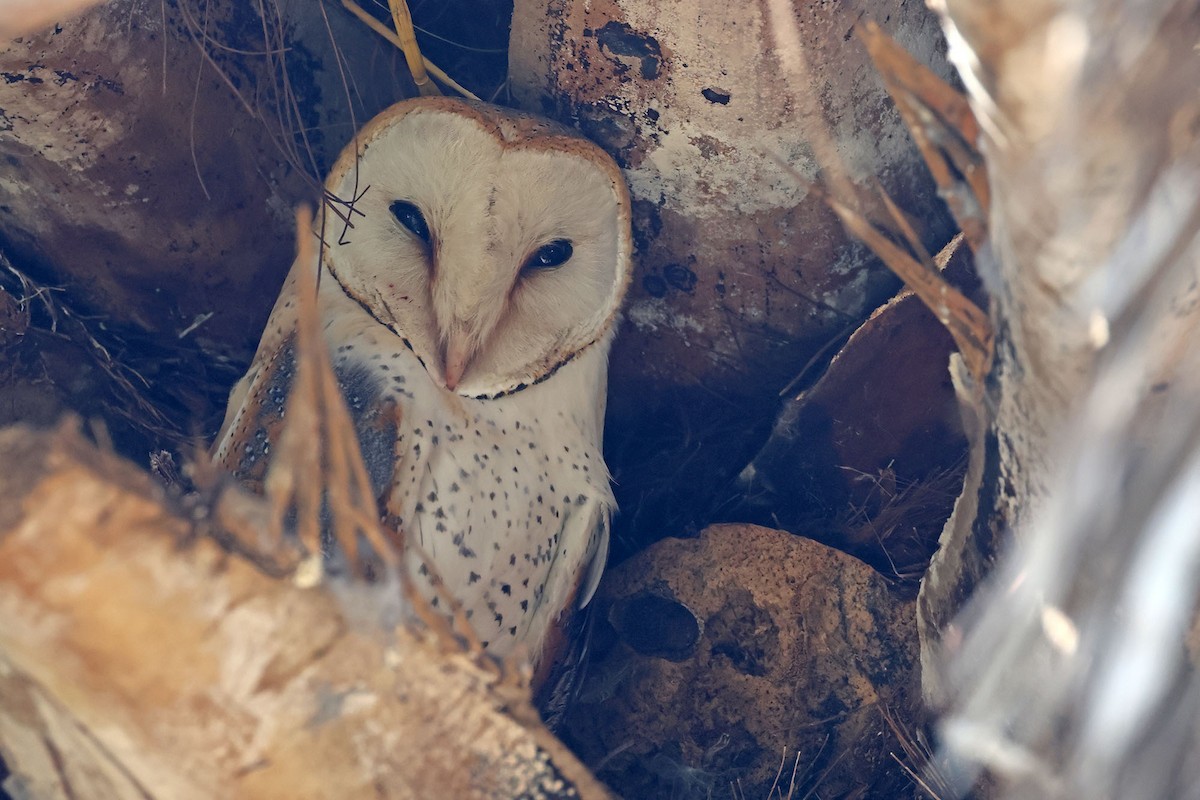 Barn Owl (African) - ML616151323