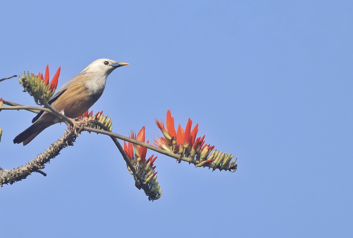 Chestnut-tailed Starling - ML616151611