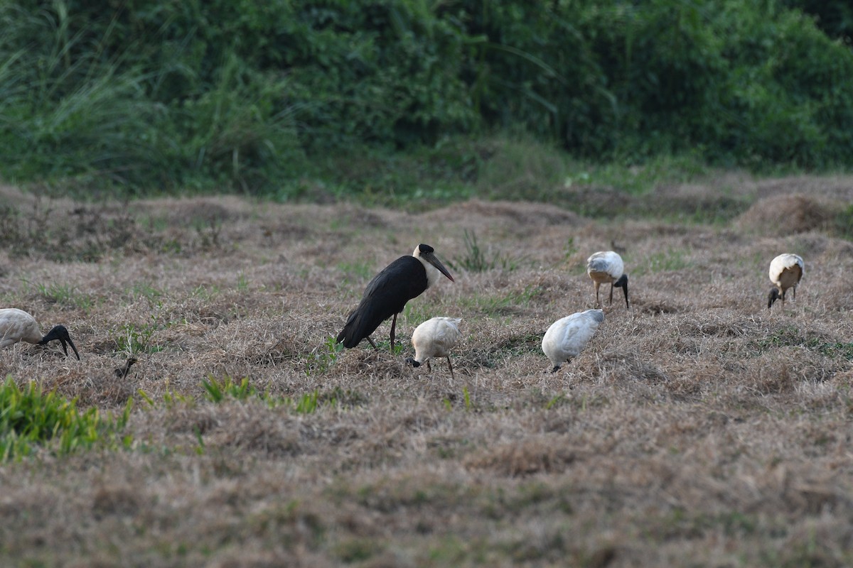 Asian Woolly-necked Stork - ML616151615