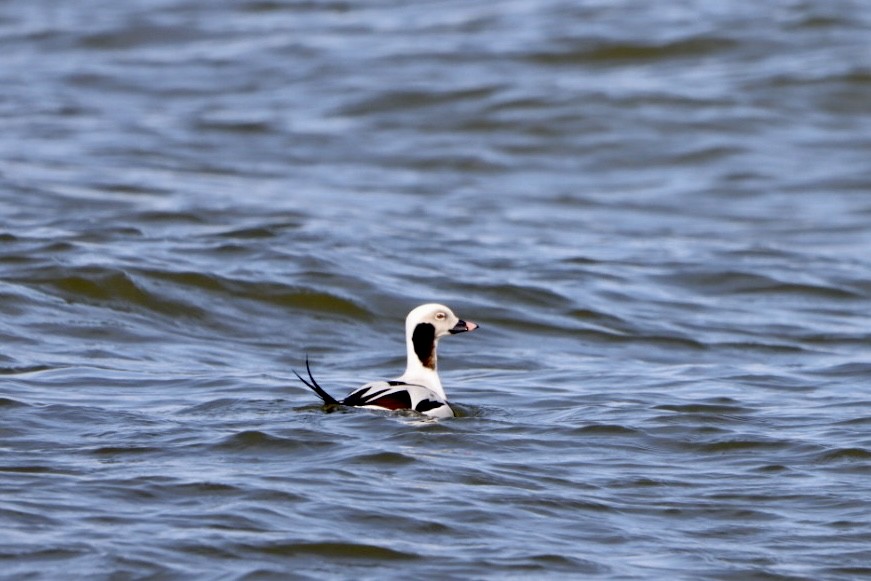 Long-tailed Duck - ML616151758