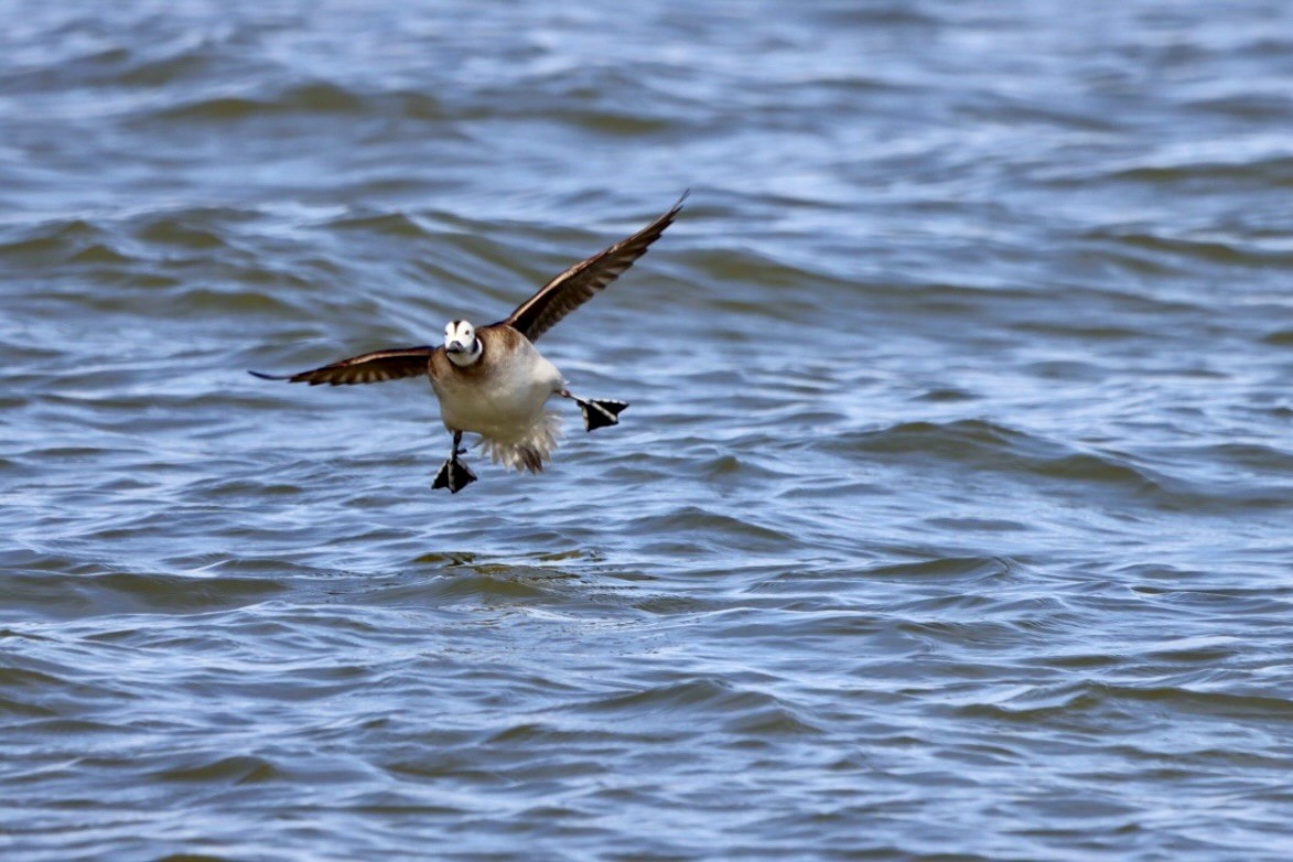 Long-tailed Duck - ML616151759