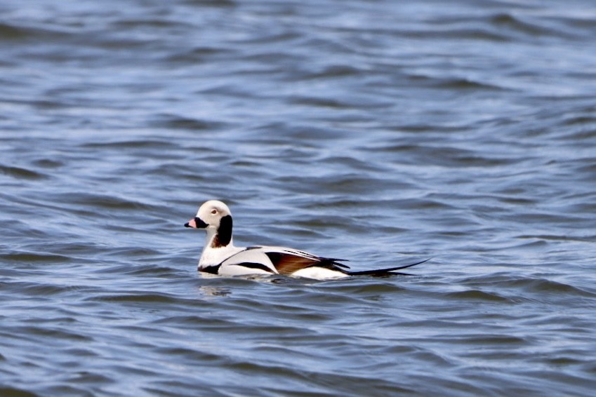 Long-tailed Duck - ML616151760