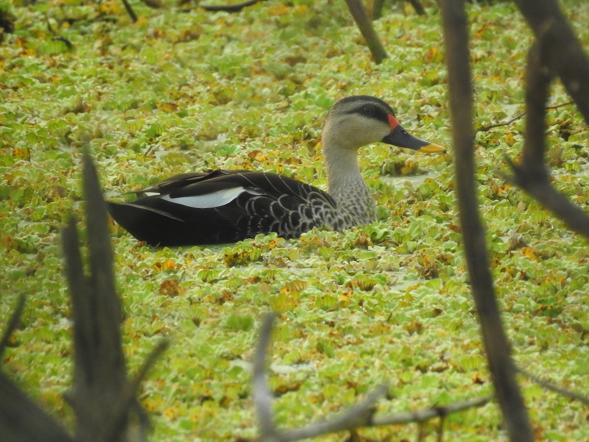 Indian Spot-billed Duck - ML616151817