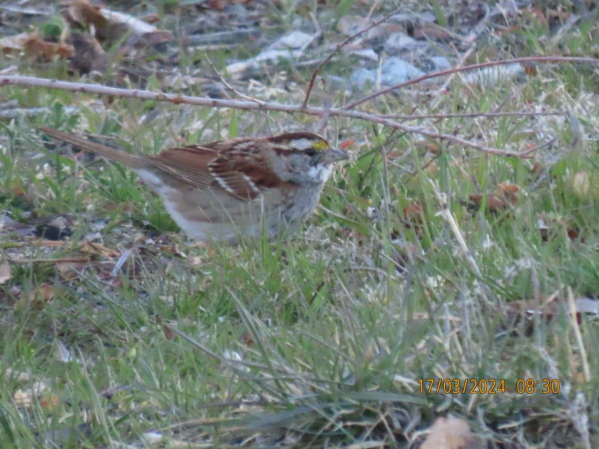 White-throated Sparrow - ML616151990