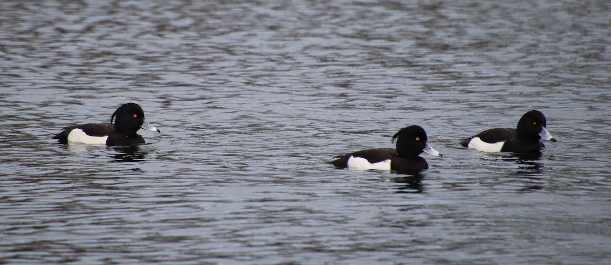 Tufted Duck - ML616152059