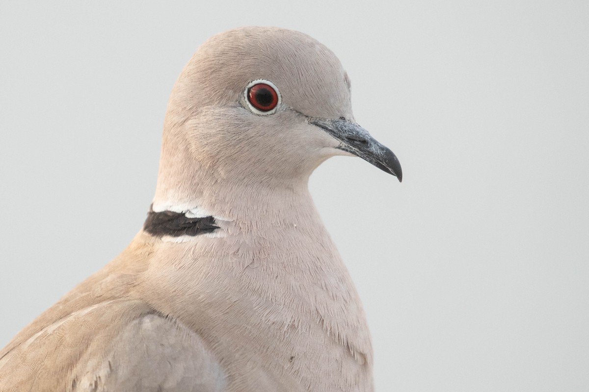 Eurasian Collared-Dove - ML616152070