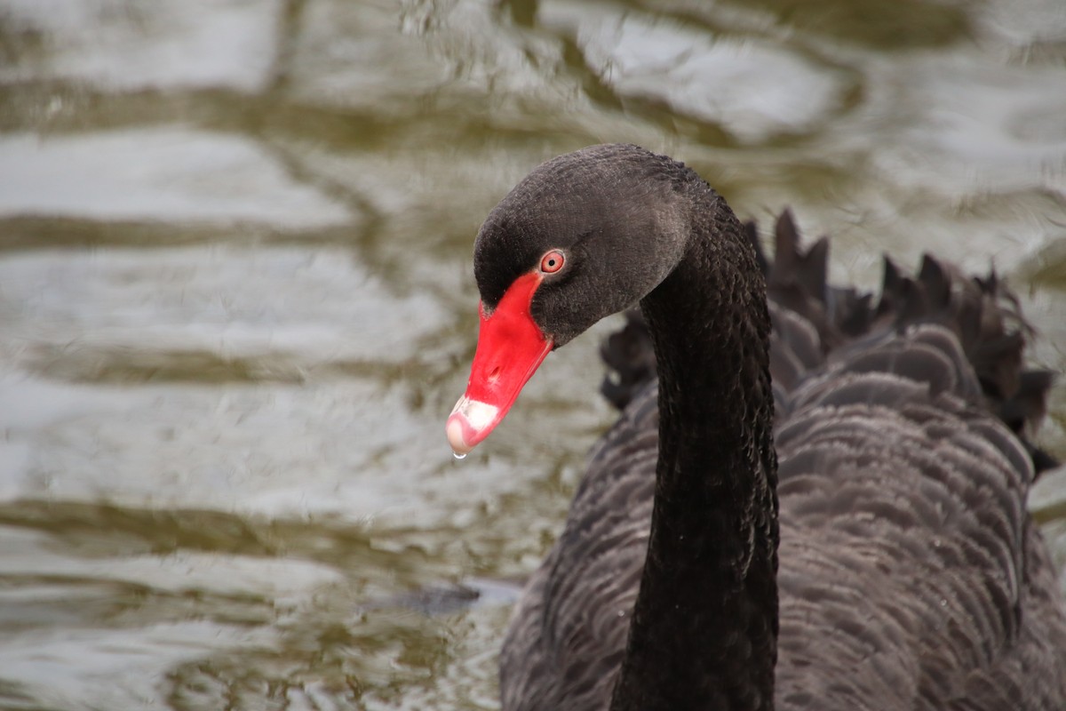 Black Swan - ML616152126