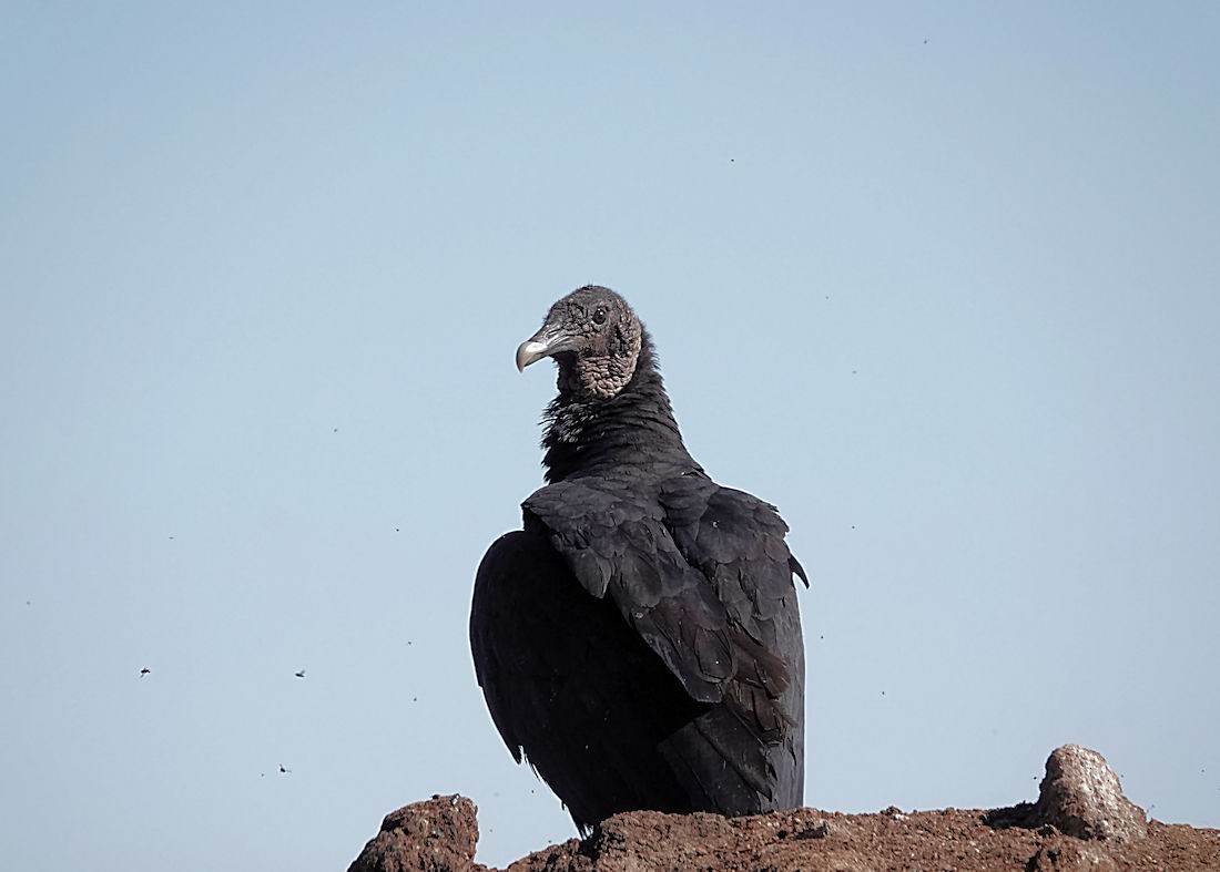 Black Vulture - ML616152152