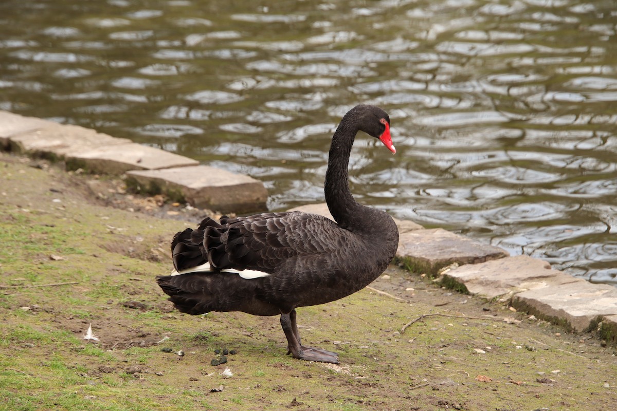 Black Swan - ML616152181
