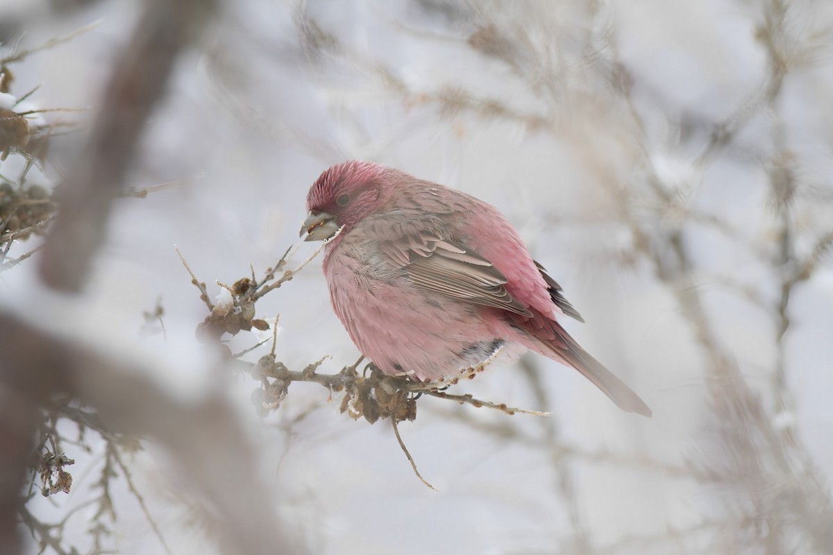 Red-mantled Rosefinch - ML616152283