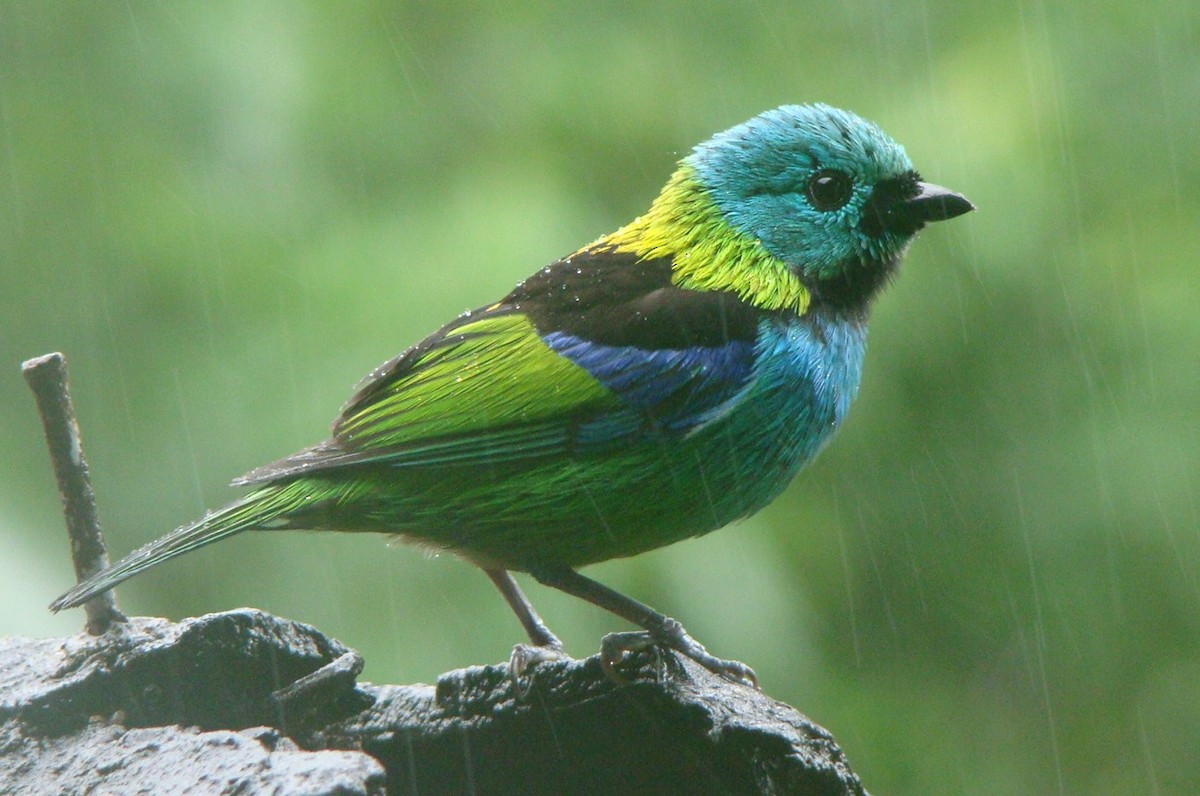 Green-headed Tanager - ML616152286