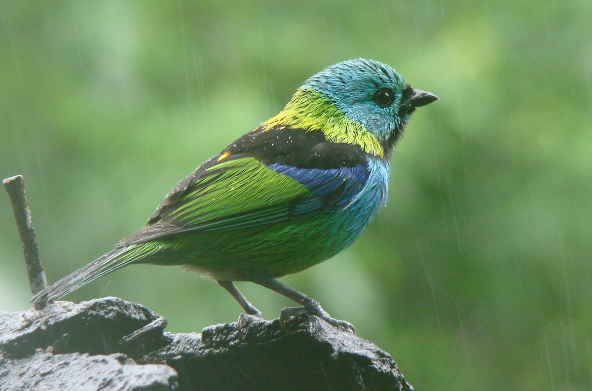 Green-headed Tanager - ML616152287