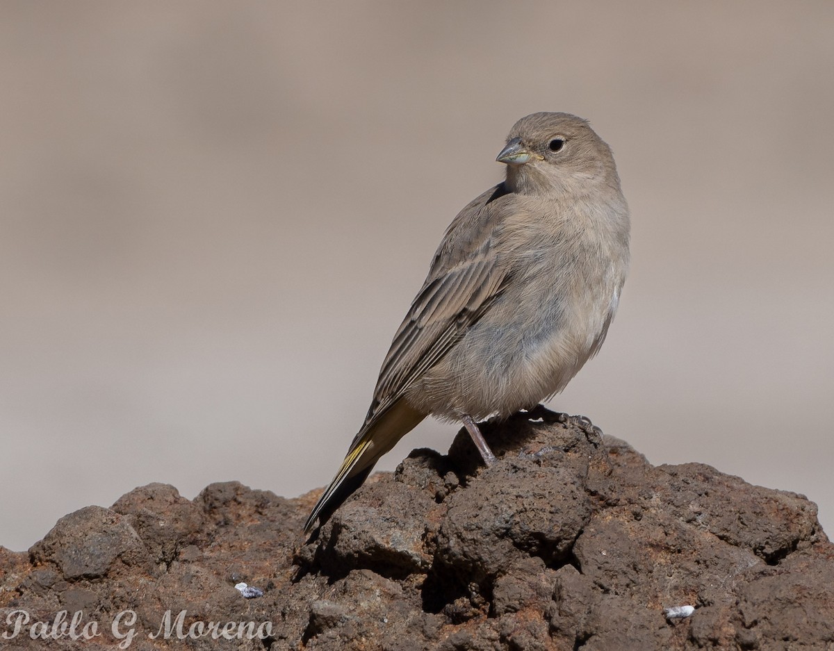 Greater Yellow-Finch - ML616152347