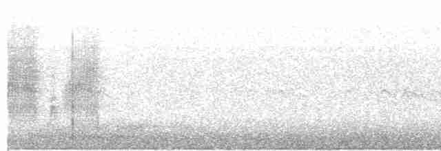 Boat-tailed Grackle (torreyi/alabamensis) - ML616152353