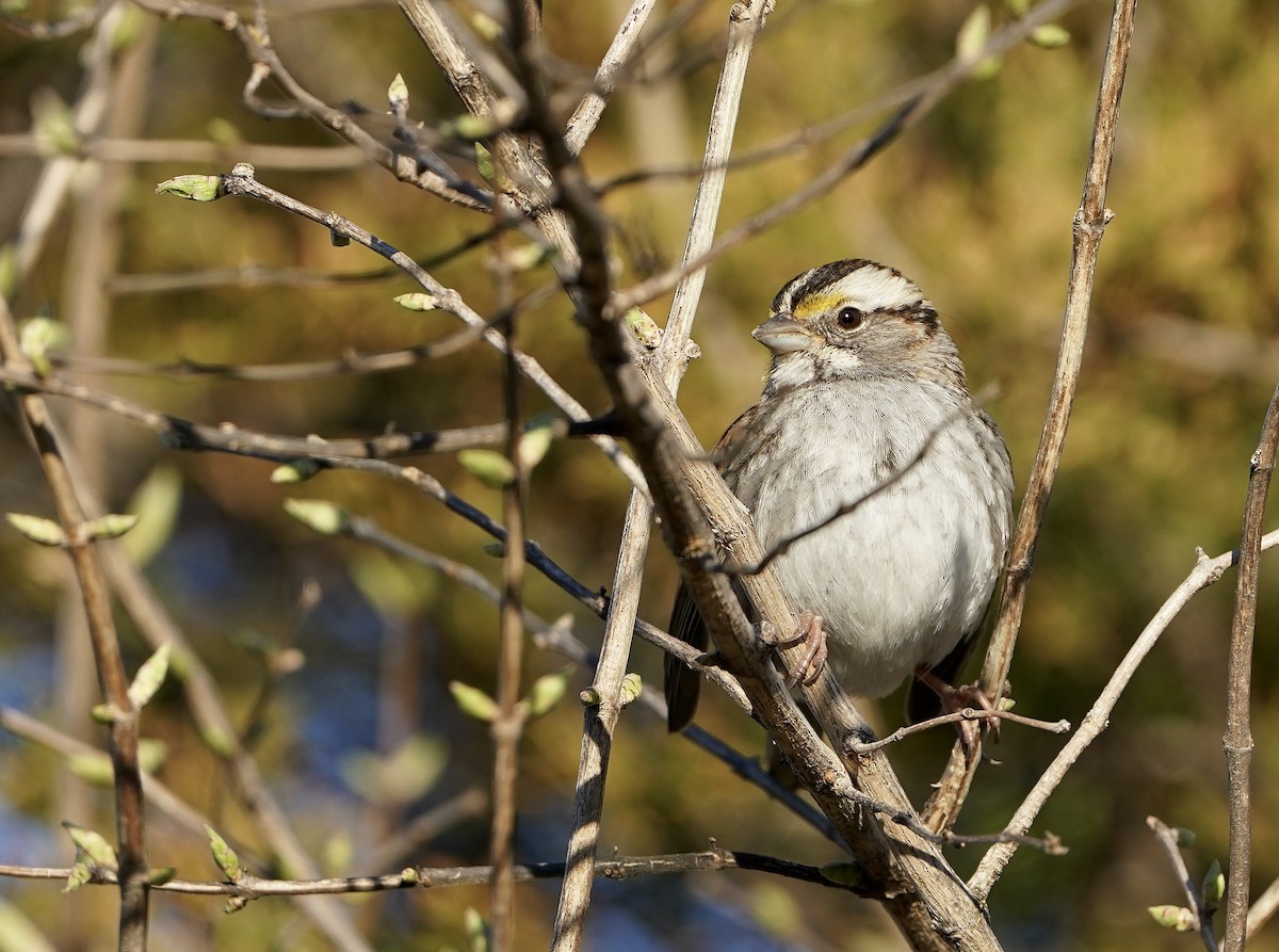 White-throated Sparrow - ML616152462