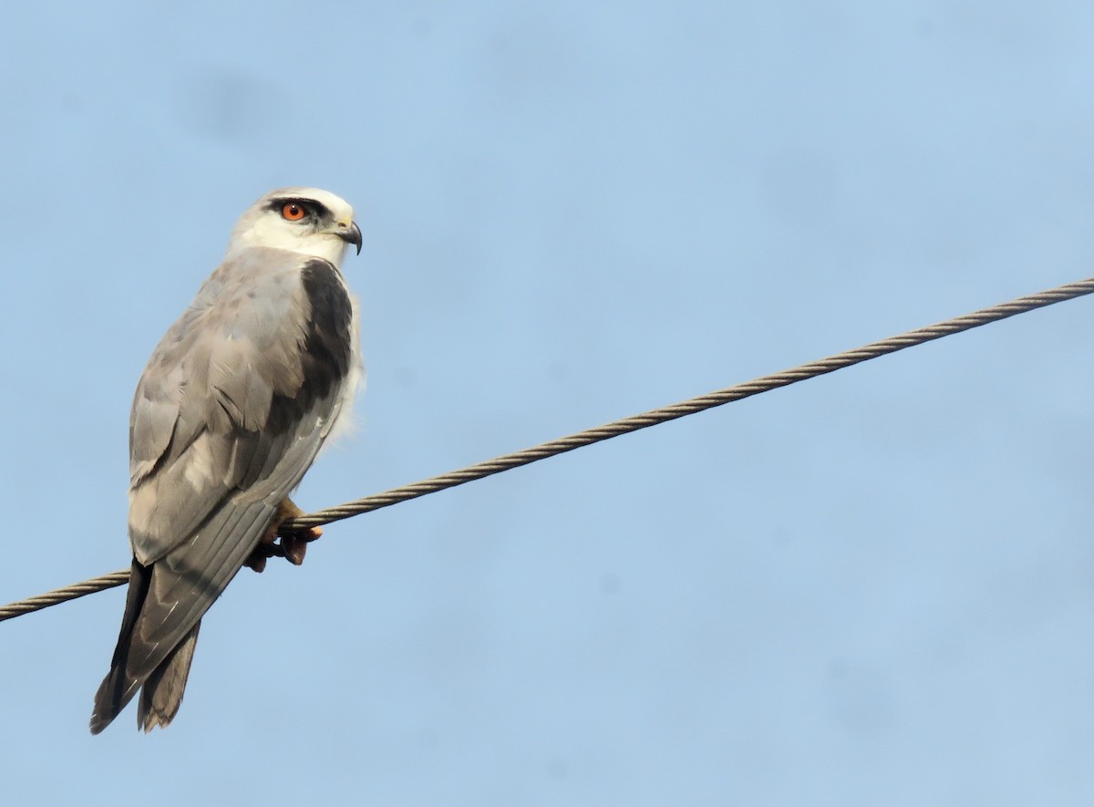 Black-winged Kite - paresh gosavi
