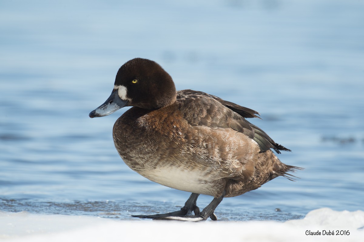 Greater Scaup - ML616152525