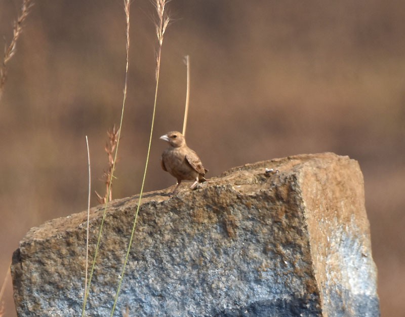 Ashy-crowned Sparrow-Lark - ML616152531