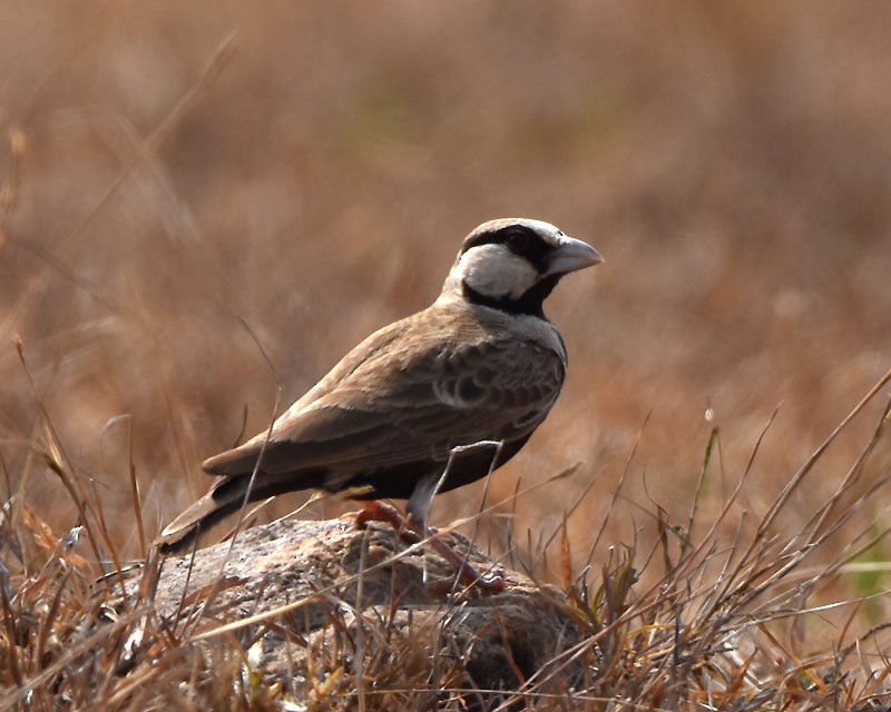 Ashy-crowned Sparrow-Lark - ML616152533