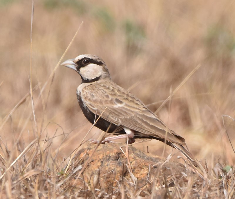 Ashy-crowned Sparrow-Lark - ML616152534