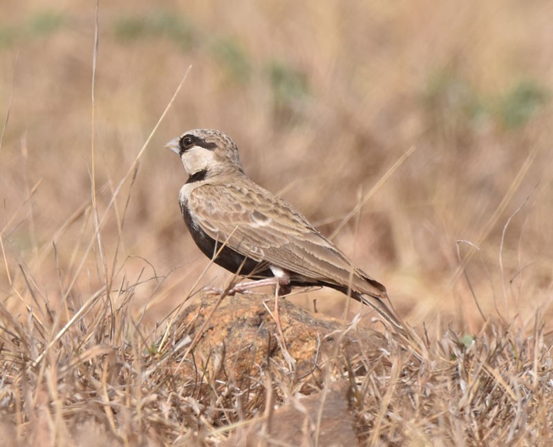 Ashy-crowned Sparrow-Lark - ML616152535