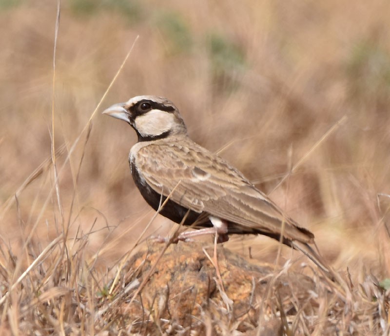 Ashy-crowned Sparrow-Lark - ML616152536