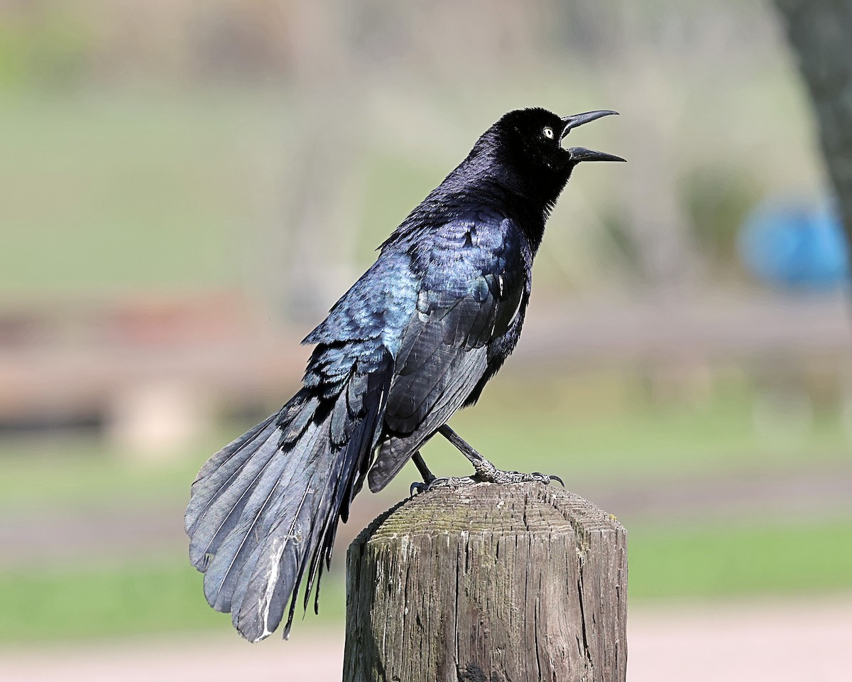 Great-tailed Grackle - ML616152574