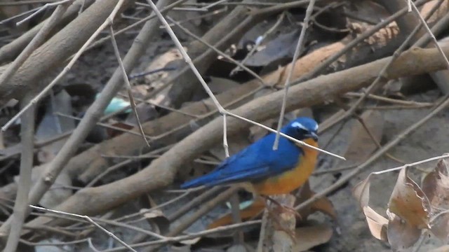 Indian Blue Robin - ML616152596
