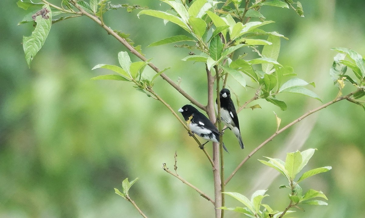 Black-and-white Seedeater - ML616152654