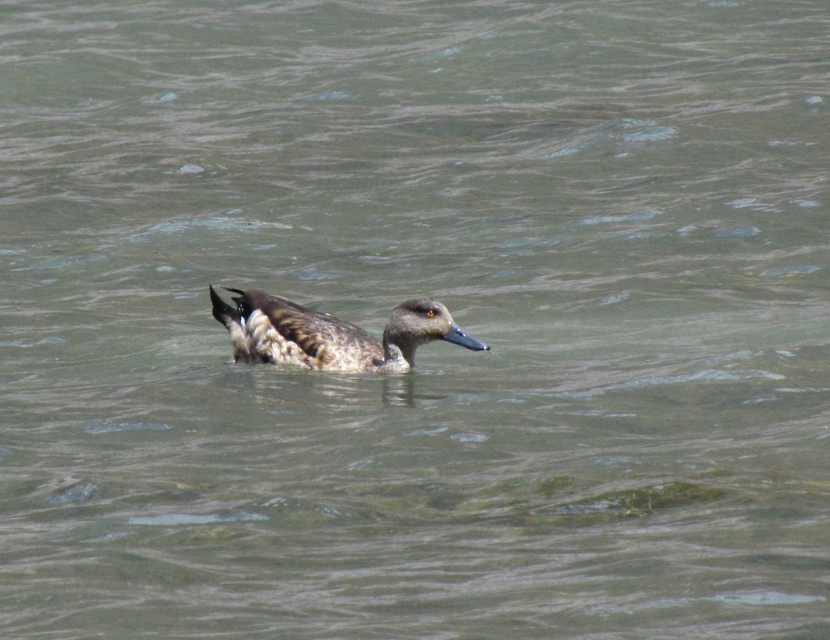 Crested Duck - ML616152804