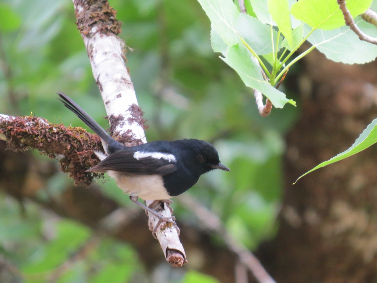 Madagascar Magpie-Robin (White-bellied) - Mick Mellor