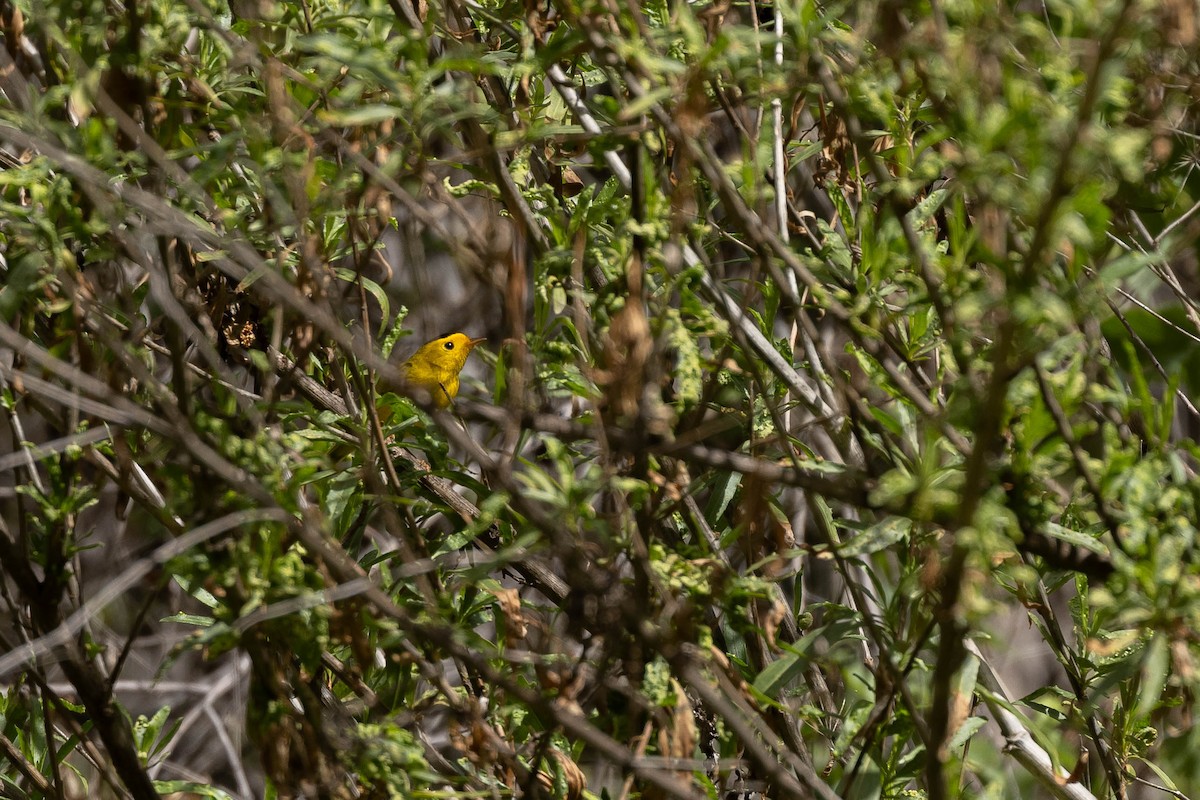Wilson's Warbler (chryseola) - ML616152971