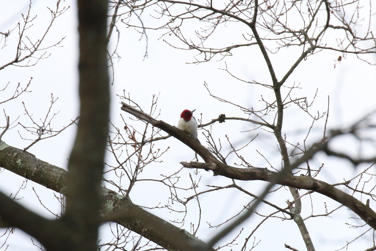 Red-headed Woodpecker - ML616153091