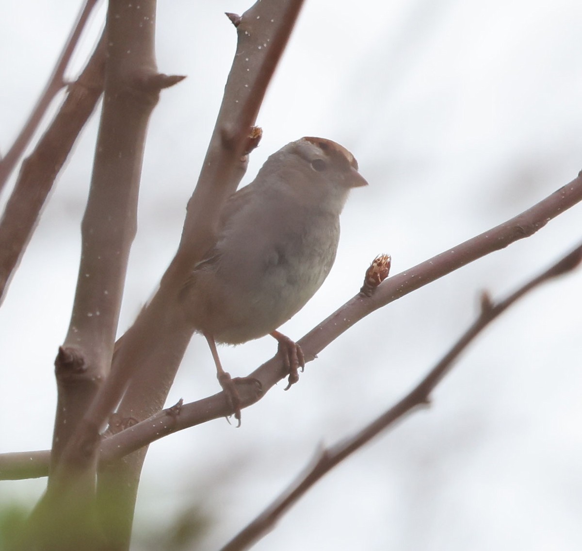 White-crowned Sparrow (Dark-lored) - ML616153109