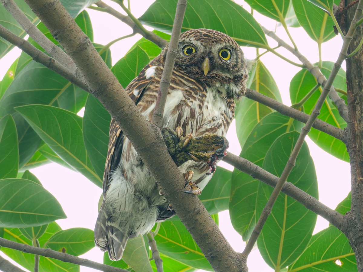 Asian Barred Owlet - ML616153210