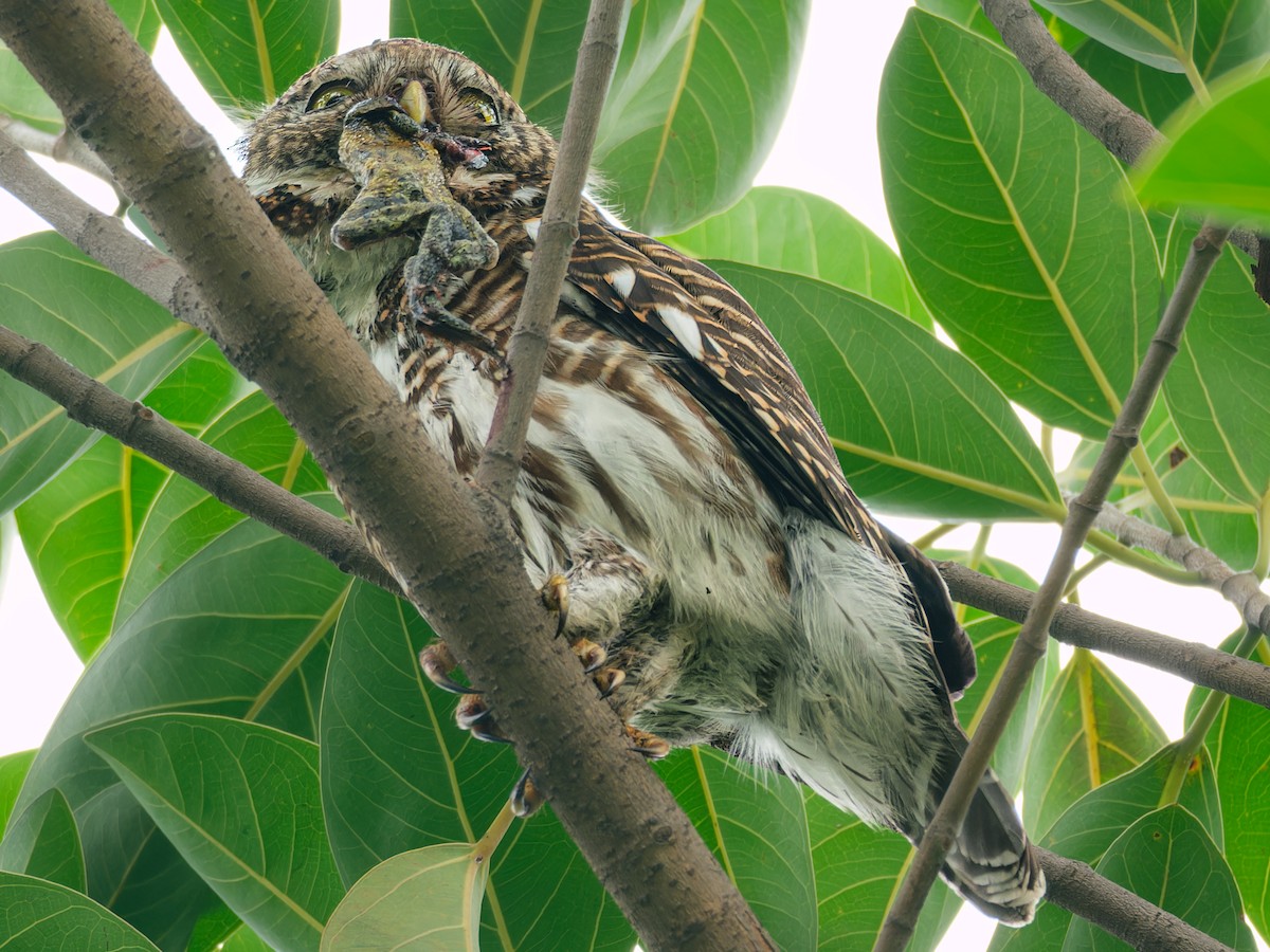 Asian Barred Owlet - ML616153211