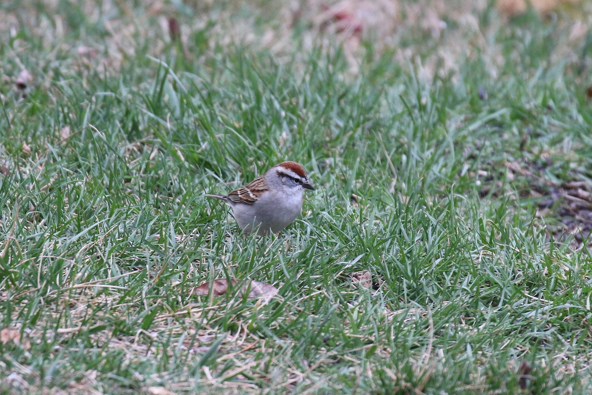 Chipping Sparrow - ML616153247